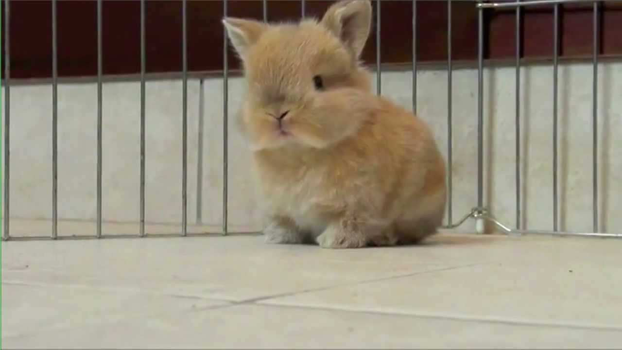 Baby Bunny - Parry Gripp