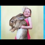 Cute Babies and Rabbits Become Best Friends | Funny Babies and Animals