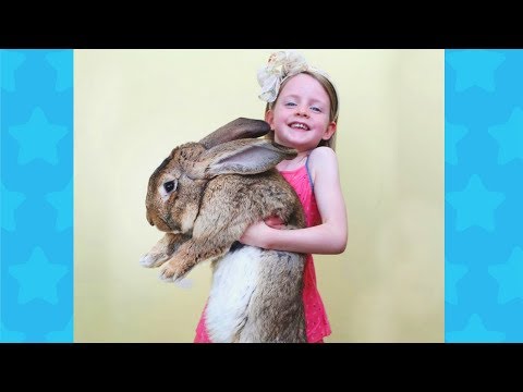 Cute Babies and Rabbits Become Best Friends | Funny Babies and Animals
