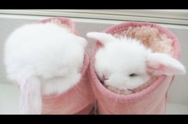 CUTEST BUNNIES EVER.
