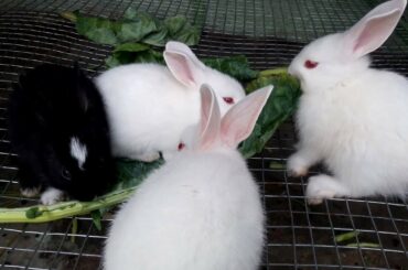 CUTE BABY RABBITS VIDEO || BABY BUNNIES