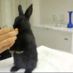 Standing cute bunny!