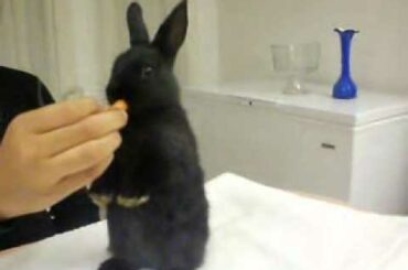 Standing cute bunny!