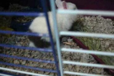 Cutest baby bunny