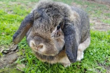 Cute Bunny Hopping Around
