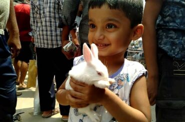 Beautiful Rabbit In Pet Market || Cute Baby Rabbit || Rabbit Price