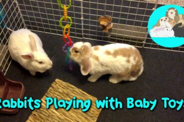 Cute Bunny Rabbits Play with Baby Toys!