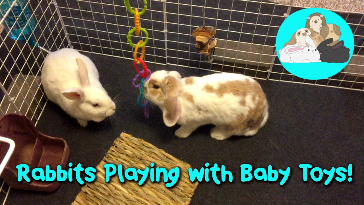 Cute Bunny Rabbits Play with Baby Toys!