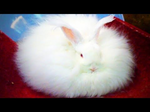 Cute Rabbit Fails 😂 Funny Rabbits Fails (Part 1) [Funny Pets]