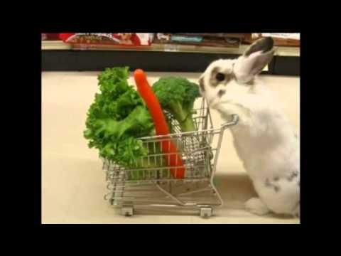 funny and cute bunny pics