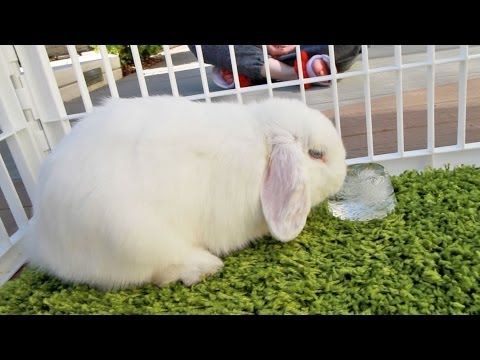 Cute Bunny Licking ICE!