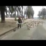 Woman Chased By Cute Bunny Rabbits