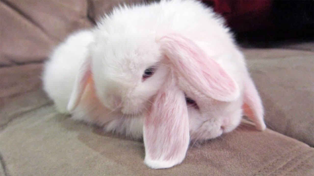 Bunny Best Friends - Too Cute!