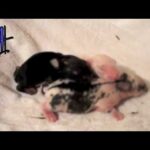Watch baby bunnies grow up!! (newborn to 35 days)