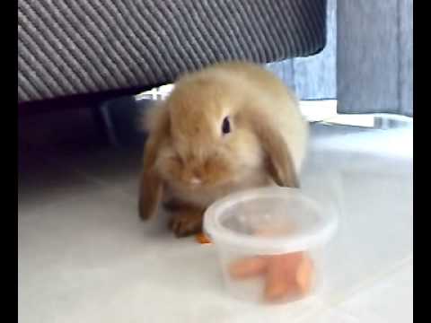 Cute Bunny Tricks