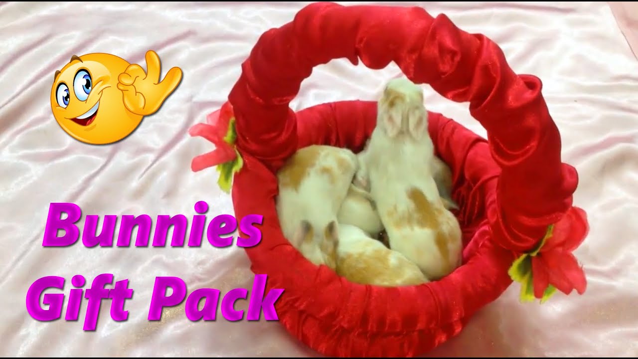 Bunnies Gift Pack | Cute Bunny Rabbit | Pet Baby rabbit