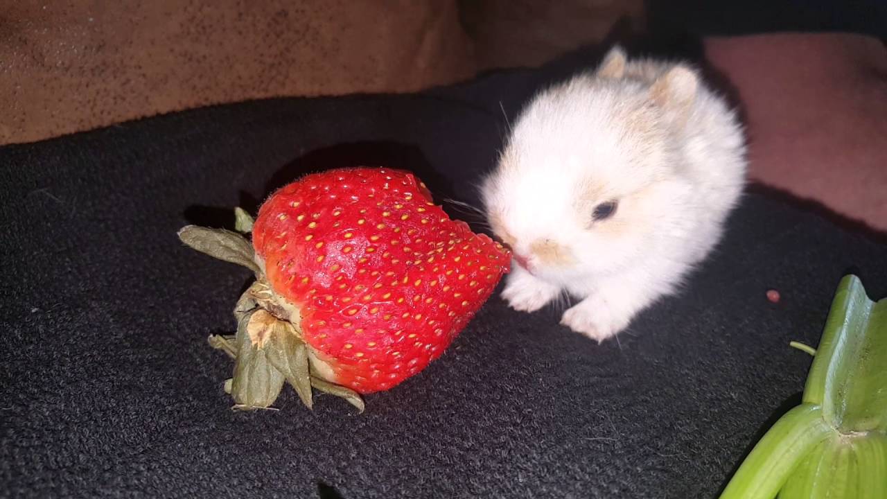 Baby rabbit eating a strawberry