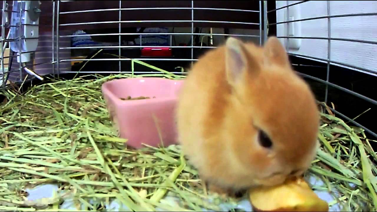 Cute bunny Rabbit eating an apple Part.1 Netherland Dwarf