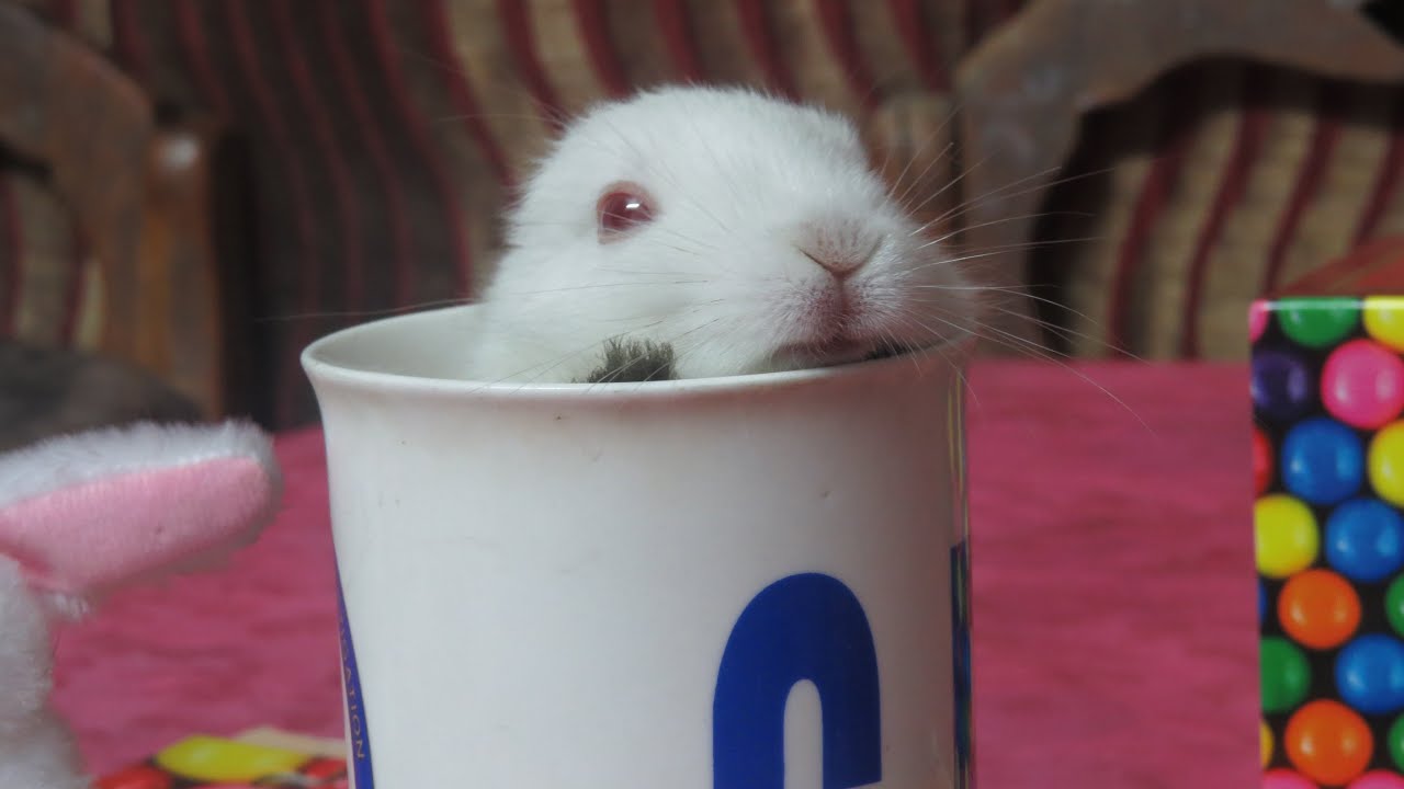 Cute baby bunnies in cups