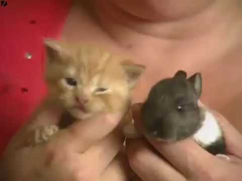 Cat Adopts Baby Rabbit