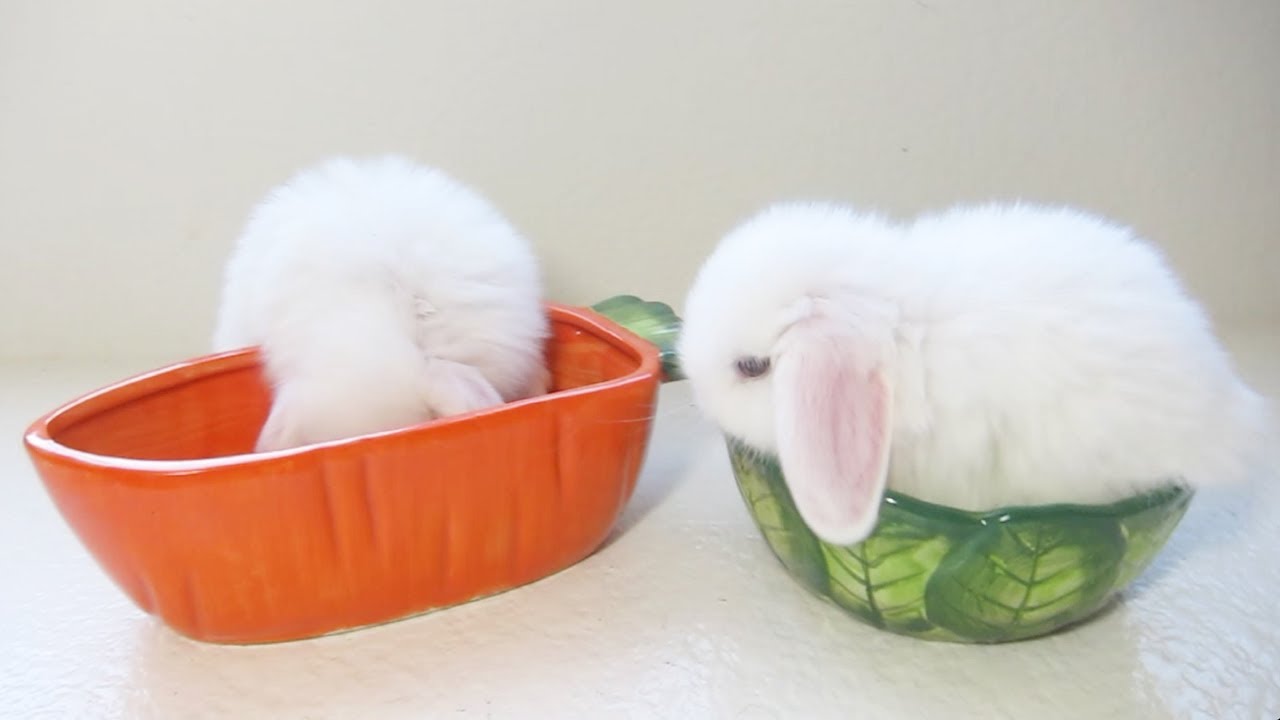 Baby Bunnies Love Their Bowls!