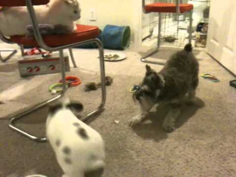 Cute Bunny Rabbit & Dog Playing Together