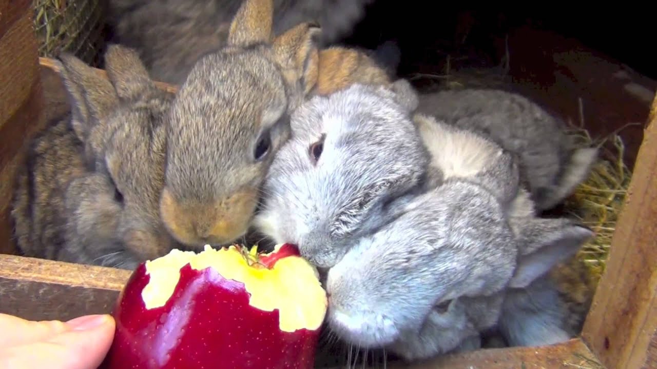Cute flemish giant rabbits eating apple. Amazing baby bunnies