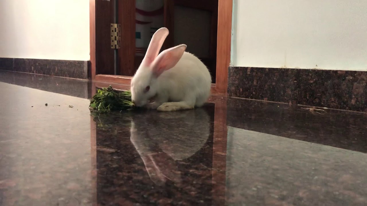 Cute bunny baby rabbit eating Coriander leaves