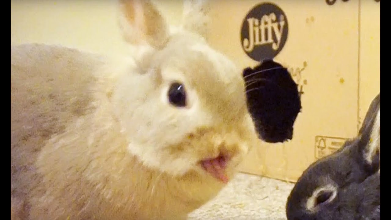 Cute Bunny Grooming & Funny Arguing - Netherlands Dwarf Rabbits - Full Grown