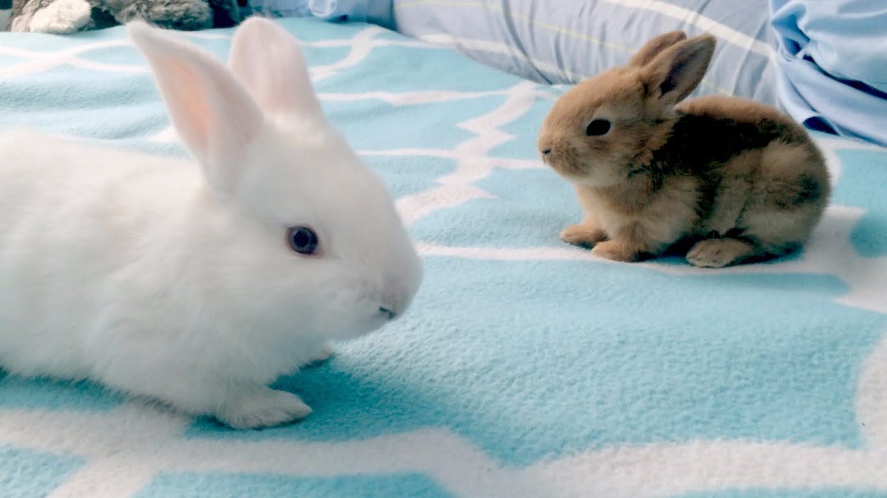 Baby Bunny Playdate: The Life and Death of Rabbits