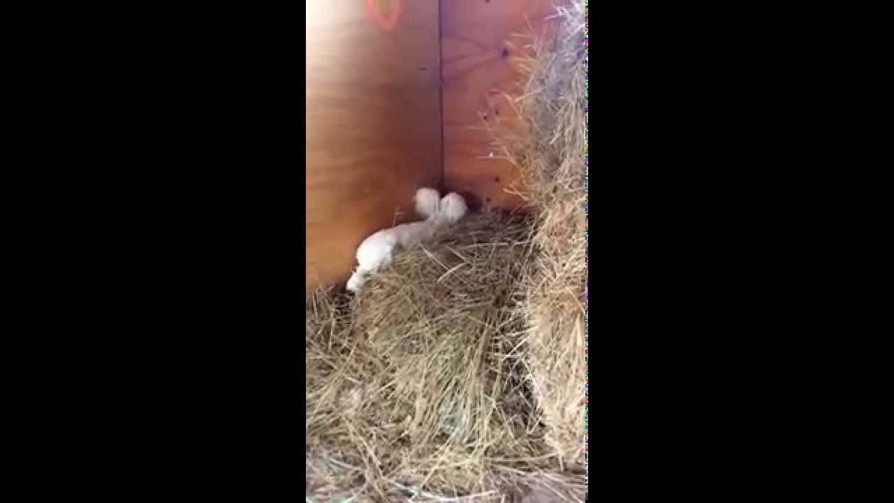 Cute bunny playing
