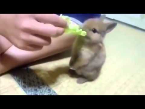 OMG Funny Baby Bunny Compilation! | funny baby videos