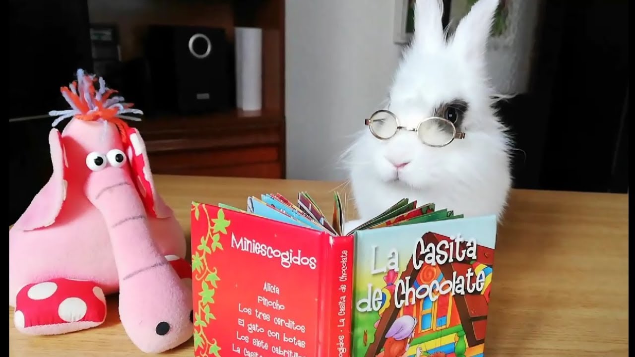Conejo gracioso leyendo cuentos, Cute bunny, funny rabbit.