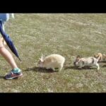 Bunnies Follow the Leader, SO Cute!