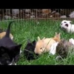 Kittens and rabbits playing together