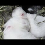 Day 7: Newborn Baby Bunnies Snuggle - SO CUTE!