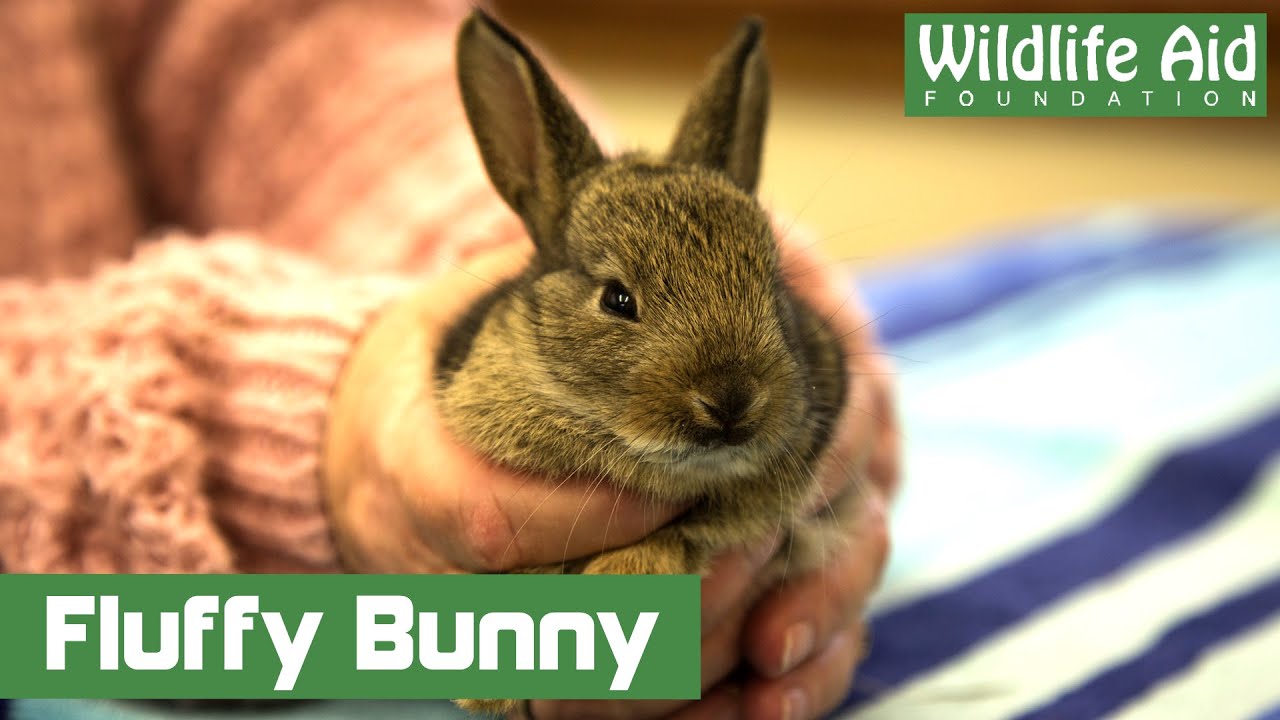 Fluffy baby rabbit goes to hospital
