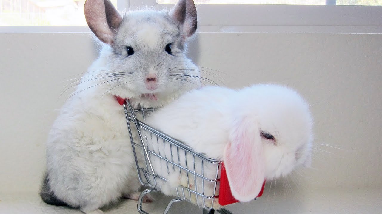 Baby bunny confuses chinchilla