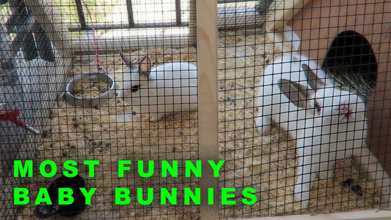 Most Funny and Cute Baby Bunnies EVER