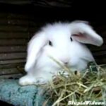 Cute Bunny Wake-Up