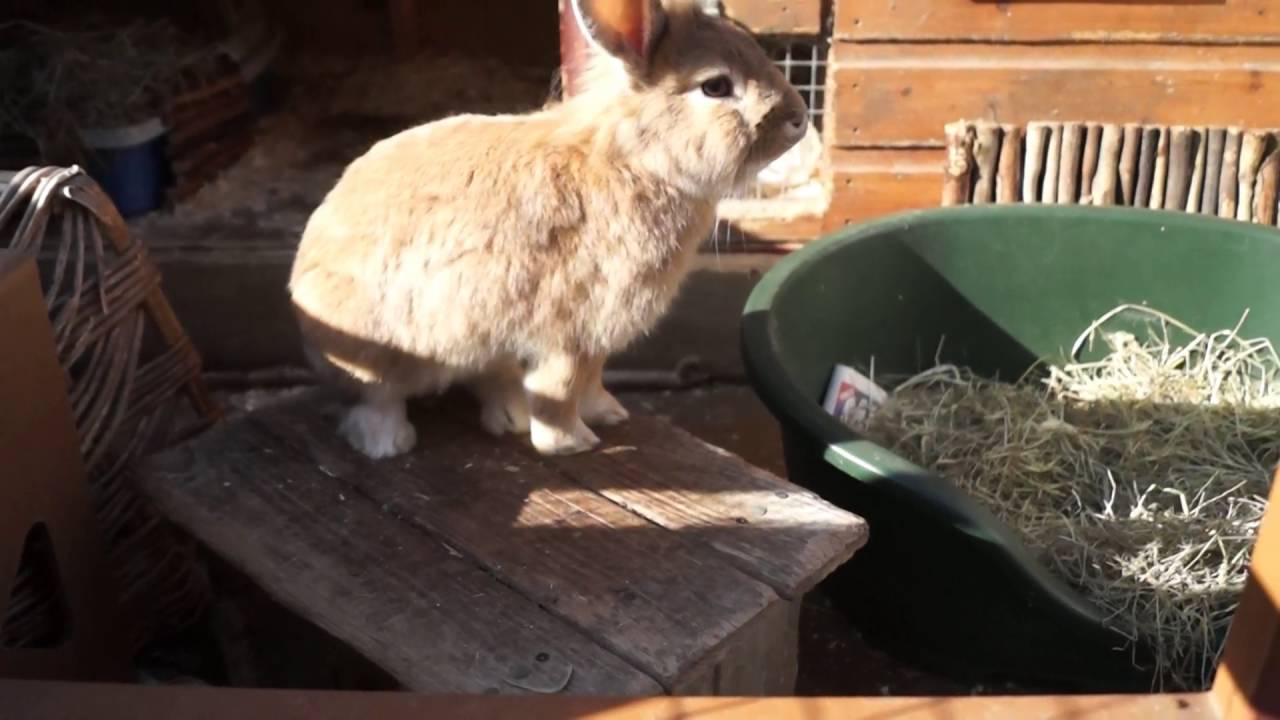 Minky - what a cute bunny!  He needs a new home.
