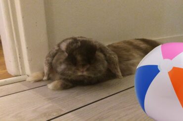 Cute Bunny Playing With a Beach Ball