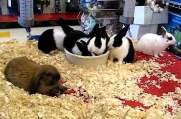 Baby Bunny Rabbits in Pet Store