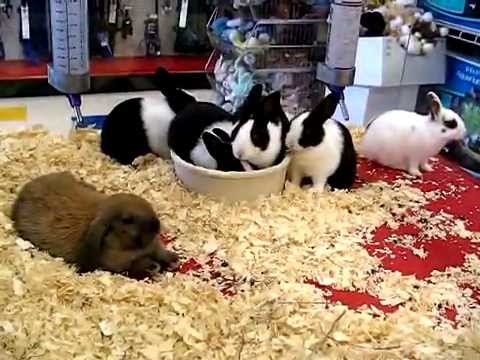 Baby Bunny Rabbits in Pet Store