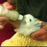 Dwarf Baby Bunnies Bottle Feeding