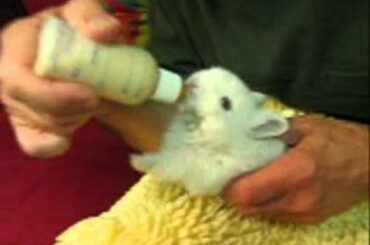 Dwarf Baby Bunnies Bottle Feeding