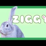 Ziggy Channel Trailer Funny And Cute Bunny Rabbit Videos Compilation 2014 NEW