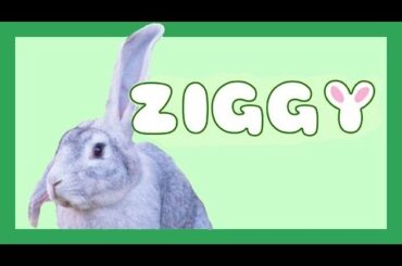 Ziggy Channel Trailer Funny And Cute Bunny Rabbit Videos Compilation 2014 NEW