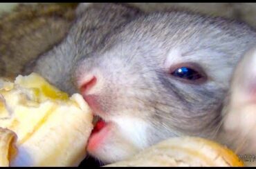 Bunnies Eating Bananas