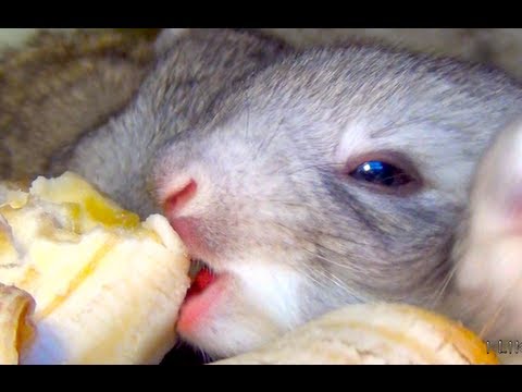 Bunnies Eating Bananas